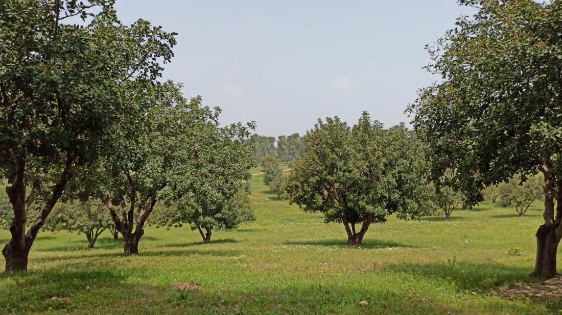 "יער פארק" - תצורת יער אופיינית. צילום: אחיעד שדה