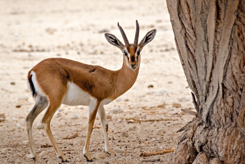 Gazella