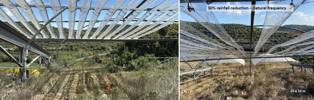 מערכת הניסוי באתר המחקר; הפחתה בכמות הגשם הושגה באמצעות כיסוי השטח ביריעות פלסטיק, הוספה של גשם הושגה באמצעות מערכת המטרה. צילום: מרסלו שטרנברג