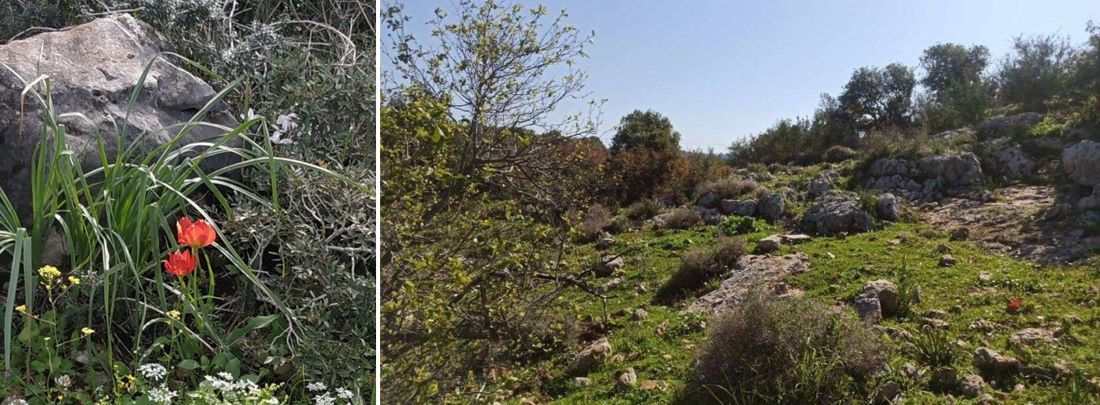 נופי יער פתוחים מעודדים מגוון ביולוגי גבוה. מימין- יער חניתה. צילום: אחיעד שדה; משמאל-_צומח עשבוני מגוון ברמת הנדיב. צילום: לזלי יחזקאל