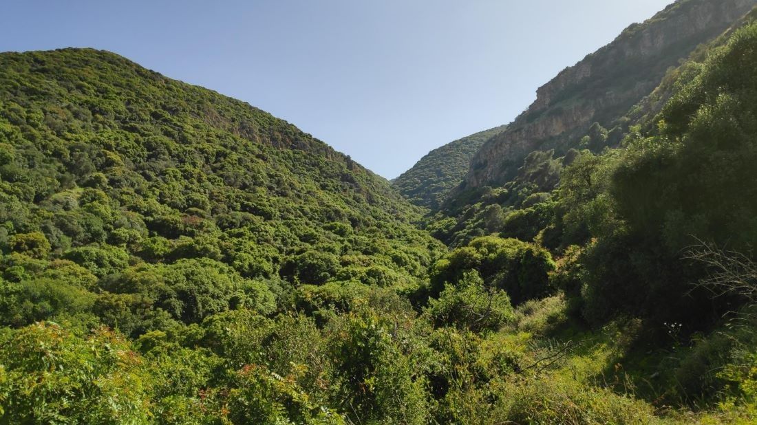 מגמת הצטופפות החורש הים-תיכוני בישראל בעשורים האחרונים. צילום: עידו ליבנה