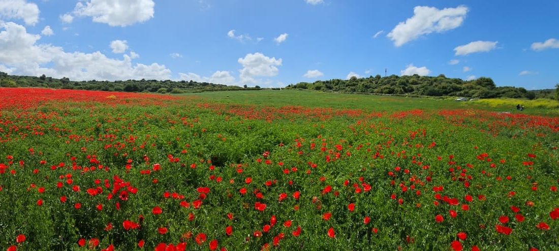 פרגים בשדה בקיה: גם יפים, גם תורמים למגוון הביולוגי בשטח החקלאי. צילום: ליאת הדר