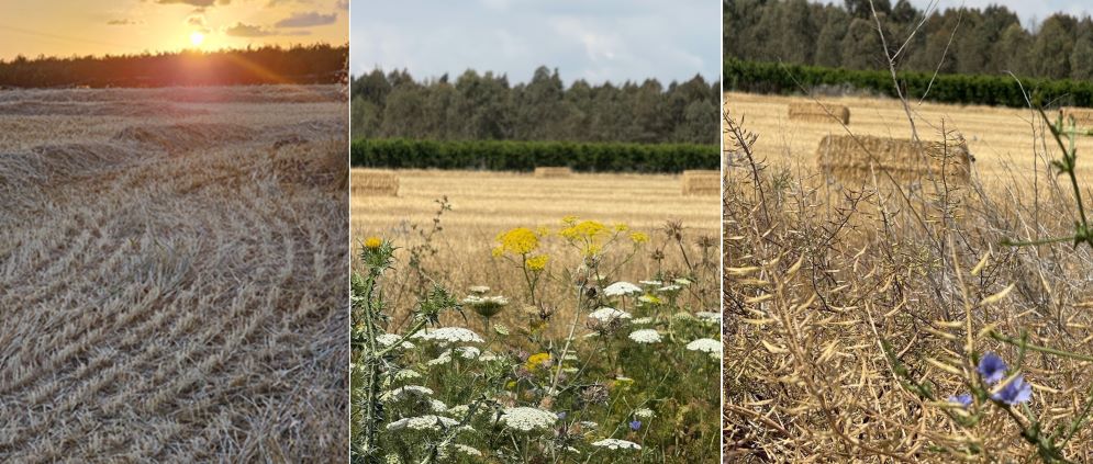 צמחי בר מעשירים את המגוון הביולוגי במערכות חקלאיות חד- גוניות. צילום: מיכל כהן (תמונה ימנית ותמונה אמצעית); ורונן כהן (תמונה שמאלית)