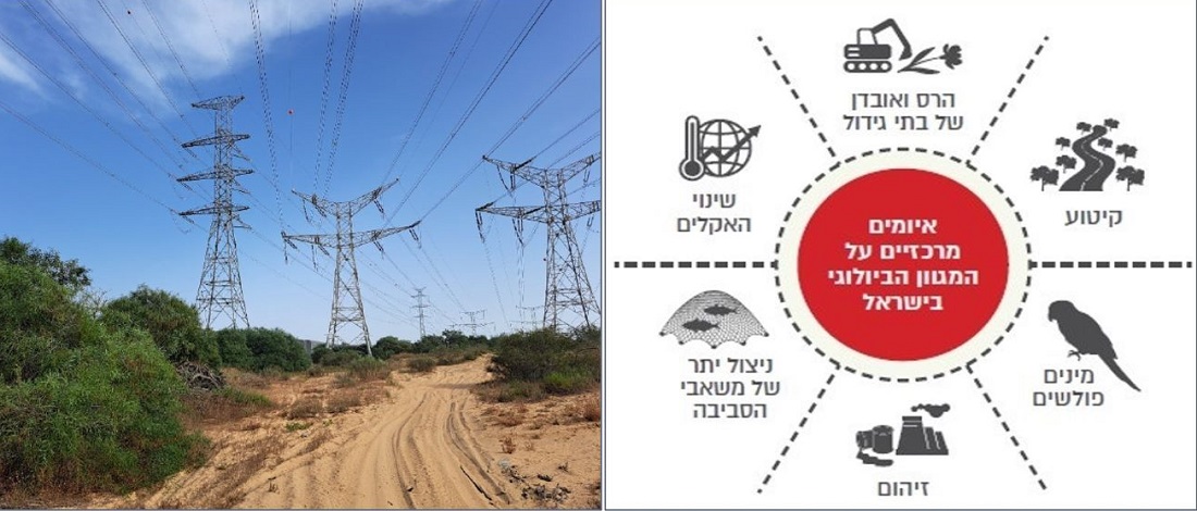 השפעת האדם על המערכות האקולוגית ועל המגוון הביולוגי נוכחת כמעט בכל מקום בישראל. מימין- איור מתוך: דו"ח מצב הטבע 2023 – כרך המגוון הביולוגי; משמאל- לחצי פיתוח בחולות חדרה. צילום: עידו ליבנה