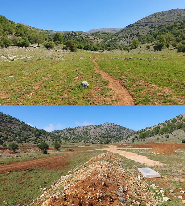 2 שטחים סמוכים, שטח שנפגע מהלחימה (התמונה התחתונה) ושטח שלא הופרע (התמונה העליונה). צילום: גלעד בן צבי