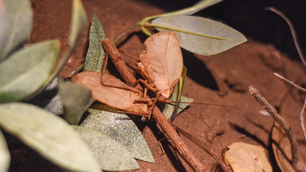 חרגול עלה אמזוני