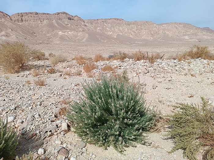 בית גידול מדברי. צילום: לייבעלע פרידמן