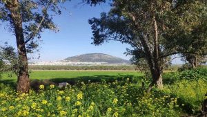 הר תבור ממשאר עם אקליפטוסים נטועים בבקעת כסולות. צילום: דבורה לב-רמתי