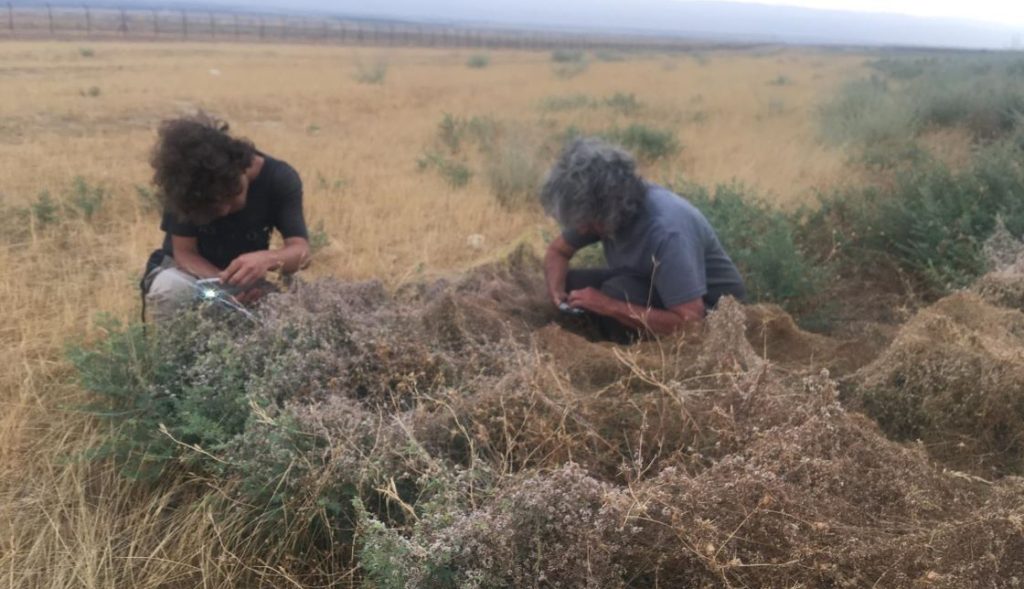 הבוטנאים מימי רון ודר בן-נתן בסקר בוטני בדרום בקעת הירדן, בוחנים כשות בבלי, צמח בסכנת הכחדה. צילום: בר שמש