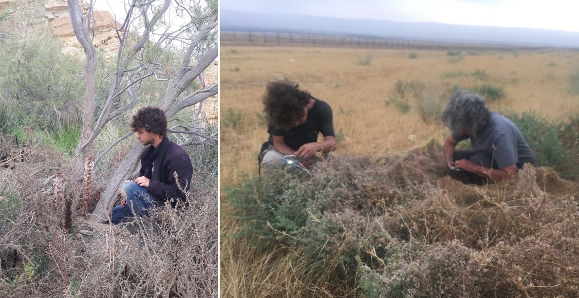 מימין- הבוטנאים מימי רון ודר בן-נתן בסקר בוטני בדרום בקעת הירדן, בוחנים כשות בבלי, צמח בסכנת הכחדה. צילום: בר שמש; משמאל- דר בן-נתן ויחנוק חיוור
