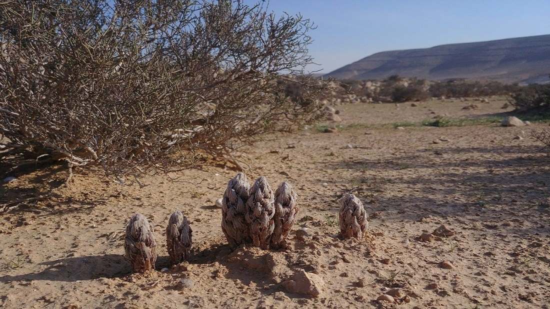 יחנוק מימי בבית גידולו הטבעי, טפיל על חמד הנגב; נחל צין עליון. צילום: דר בן-נתן