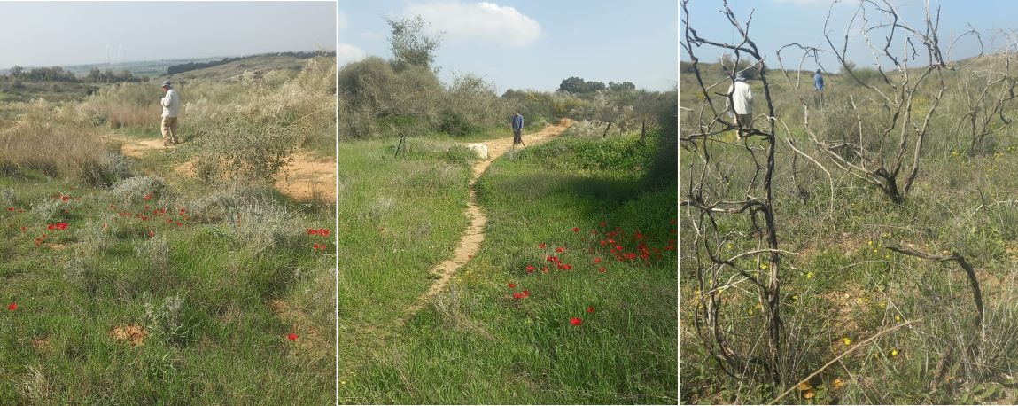 ניטור פרפרים בשטחים שנשרפו בנגב המערבי, ובשטחים סמוכים שלא נפגעו מהאש. צילום: עדי רמות