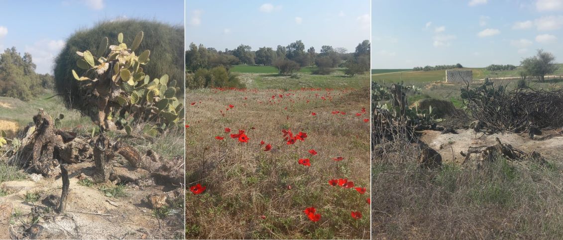 כיצד נכון לשקם את השטחים שנפגעו מהשרפה? שטחי המחקר בגרר, נגב מערבי. צילום: עדי רמות