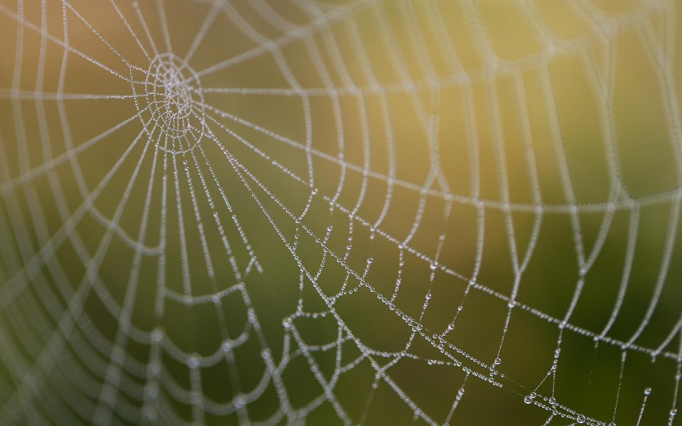 compressed_schauhi-spider-web-6598978_1920