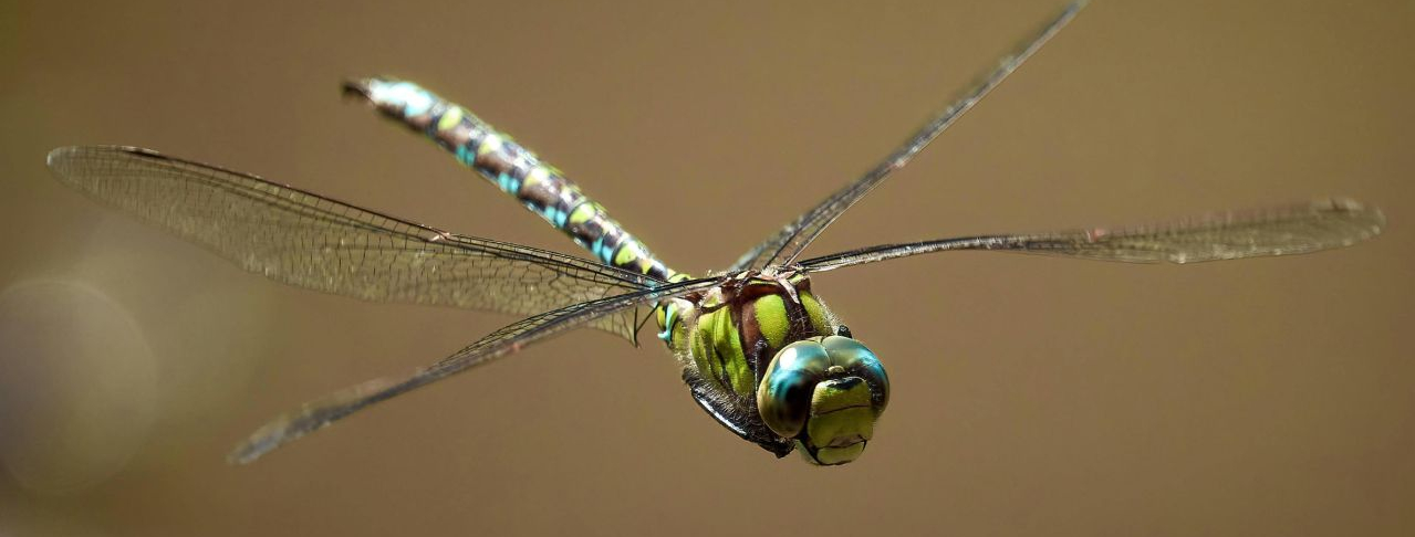 compressed_wings