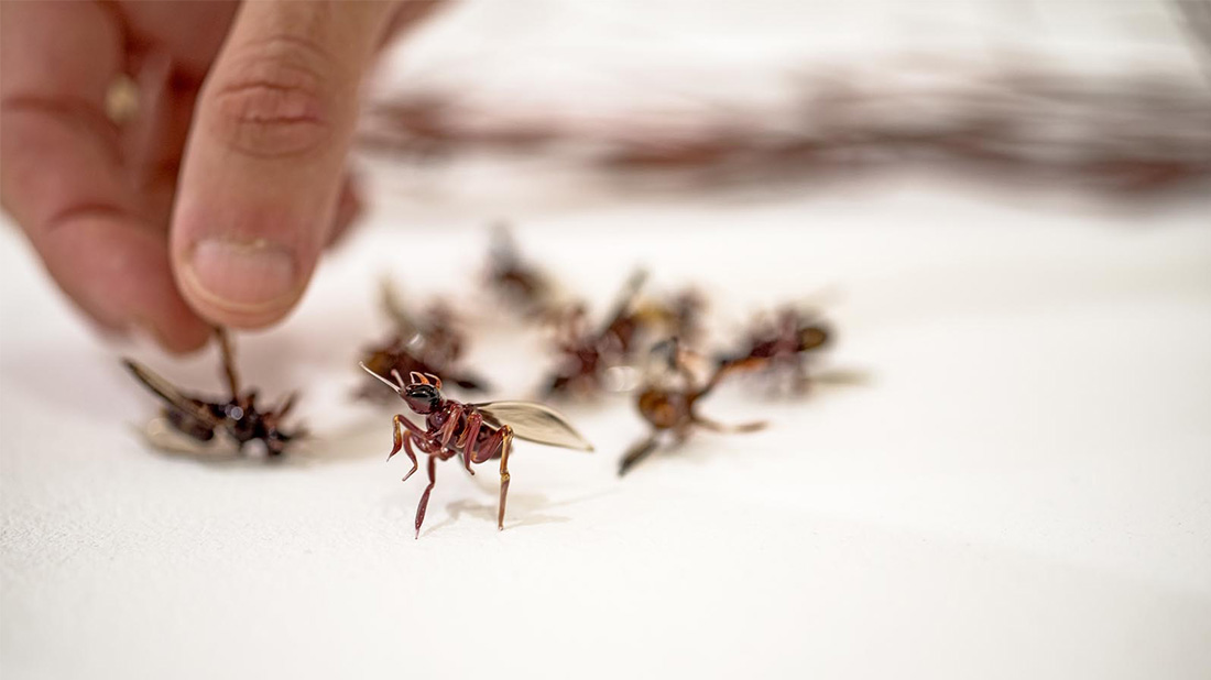 האבקה הסיפור המלא