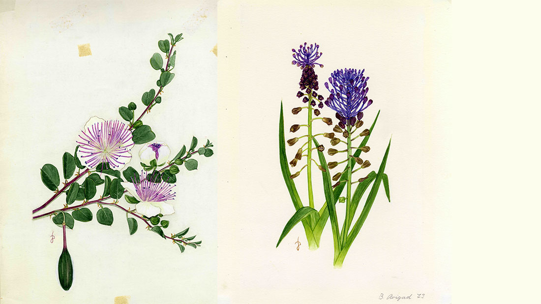 צלף קוצני ומצילות מצויצות