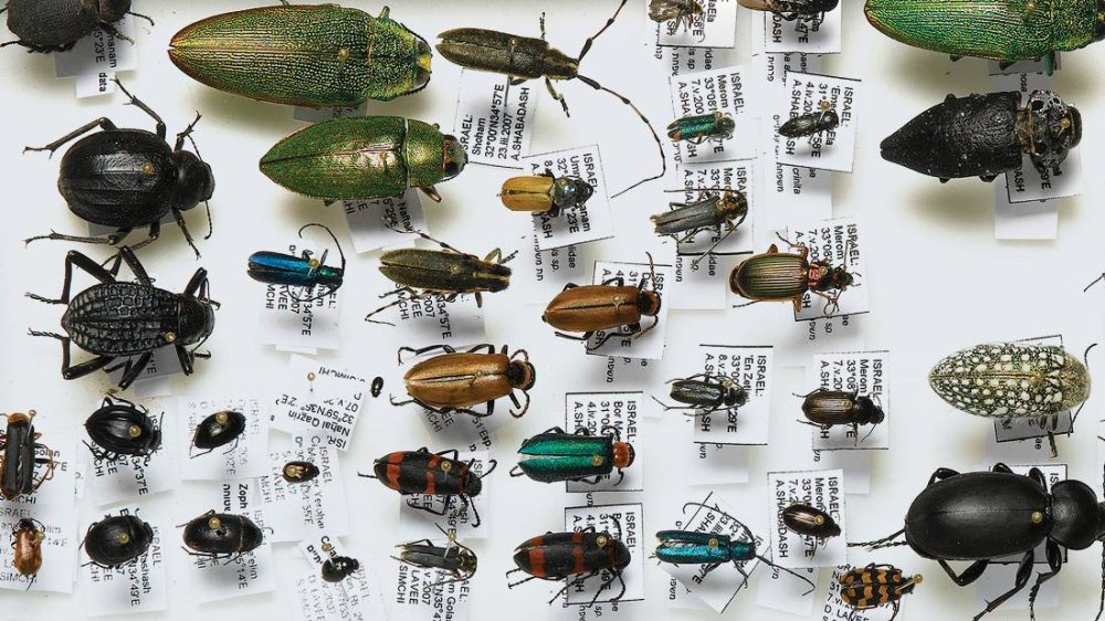 The National Natural History Collections