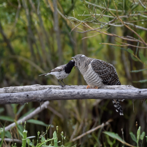 התמונה האייקונית של ציפור שיר קטנה מאכילה פרחון קוקייה רעבתן.