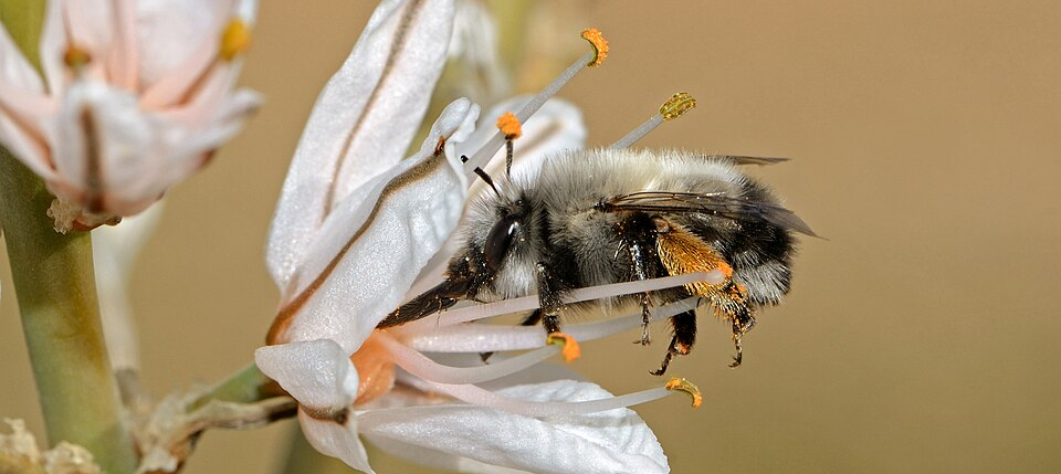 דבורי בר צילום גידי פיזנטי https://commons.wikimedia.org/wiki/File:Anthophora_on_Asphodelus_edit.jpg