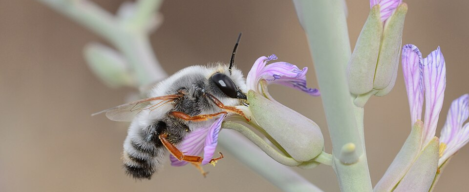 Megachile_incerta_male_1