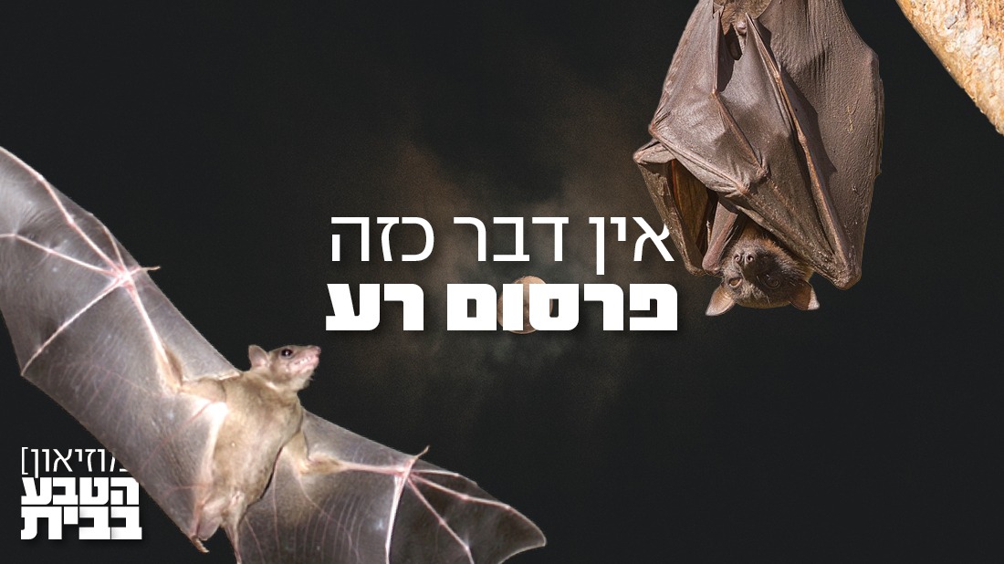 [מוזיאון] הטבע בבית: עטלפים