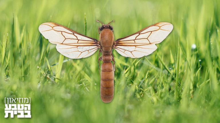 צפייה מודרכת: ANTZ