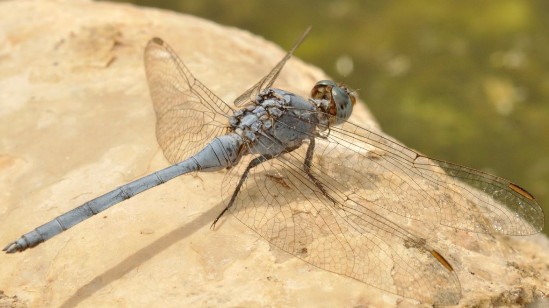 ריחופית מדברית Orthetrum ransonneti. צילום: עוז ריטנר