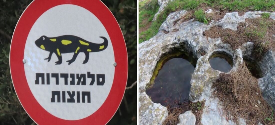 מימין: גבי מים ביער שגב, מלכודת פוטנציאלית לסלמנדרות?; משמאל: שילוט ביישוב חרשים. מתוך: סקר טבע ונוף מועצה אזורית משגב, כרטסת אתרים
