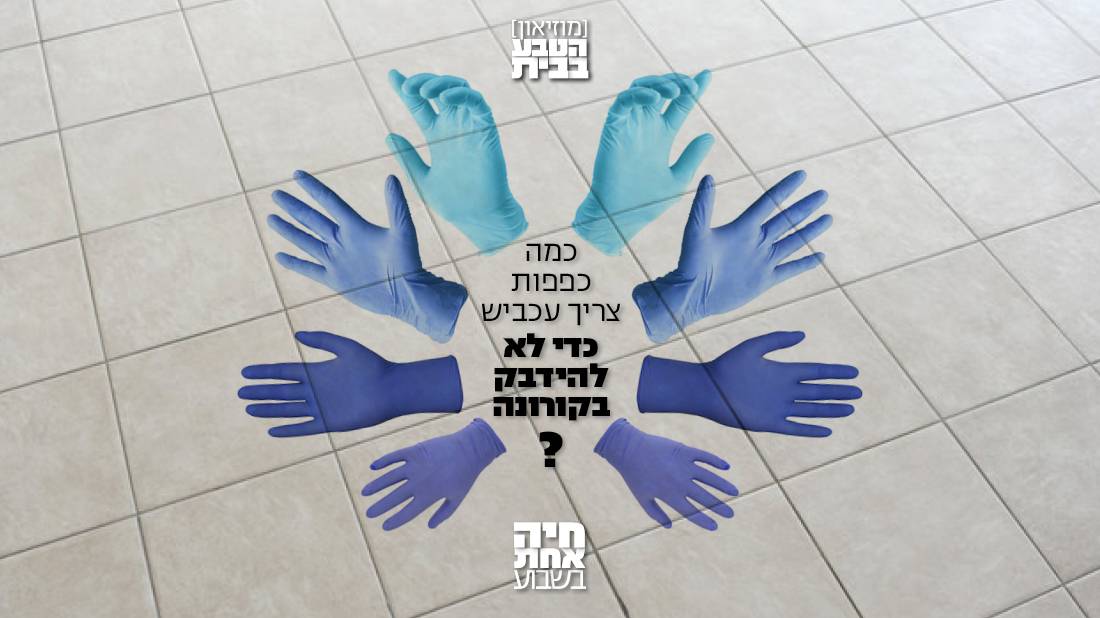 הטבע בבית: עכבישים