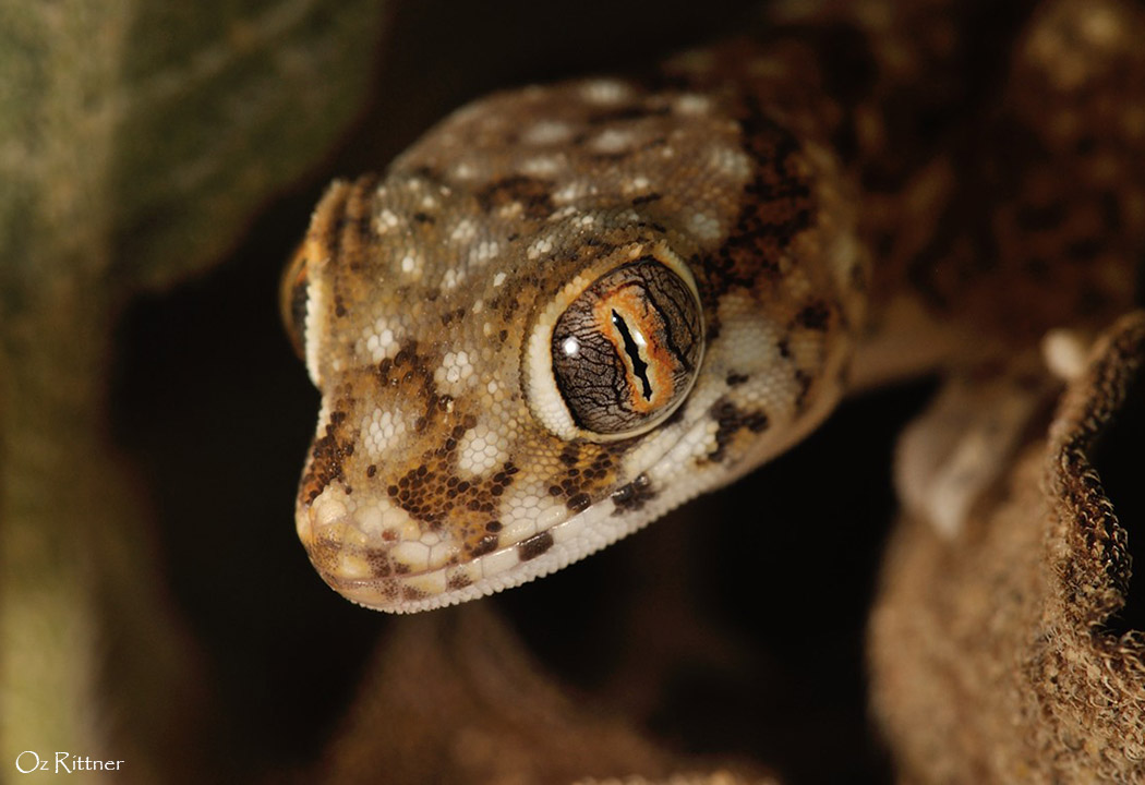 שממית מהמין ישימונית מצויה. צילום: עוז ריטנר