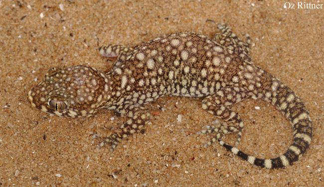 שממית מהמין ישימונית מצויה. צילום: עוז ריטנר