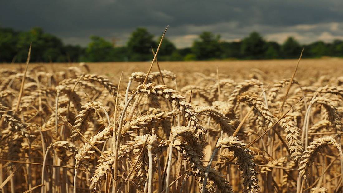 wheat-609929_1280-1