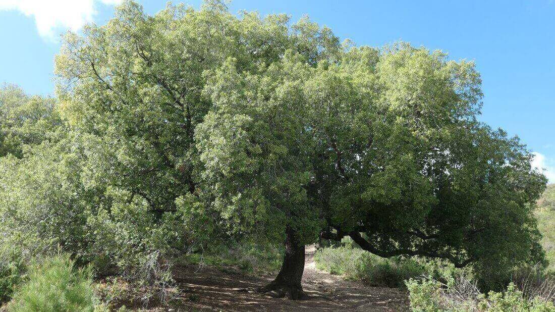 אלון מצוי בכרמל. צילום: ז'וזה גרינצווייג