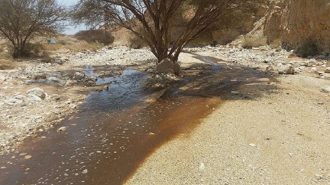 ניטור נחל אשלים | המארג