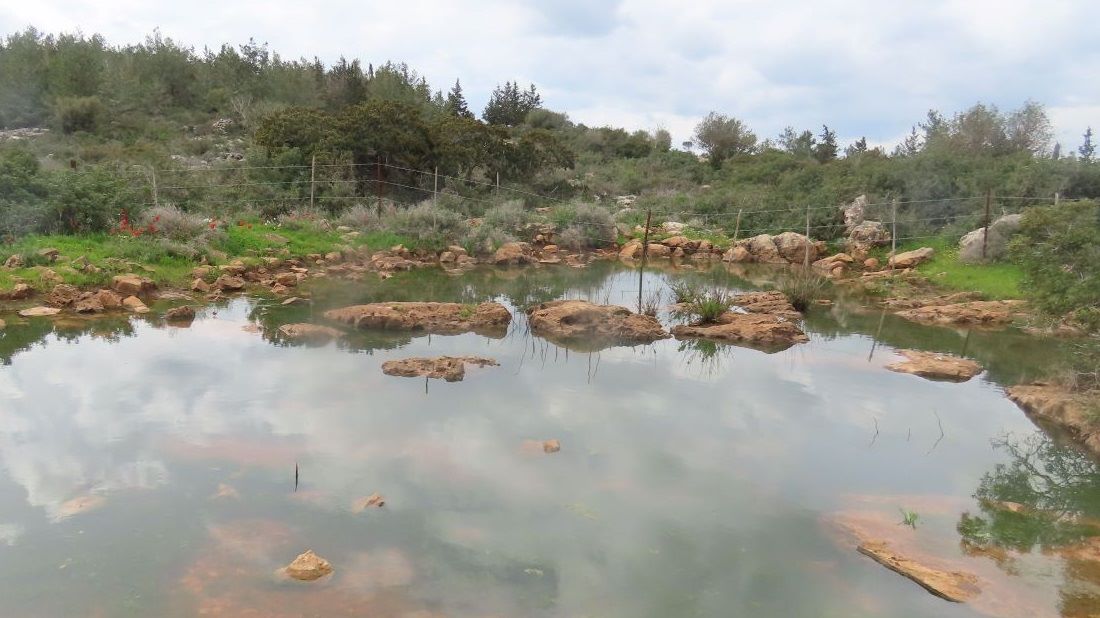 בריכה מדרום למנוף. מתוך: סקר טבע ונוף מועצה אזורית משגב, כרטסת אתרים