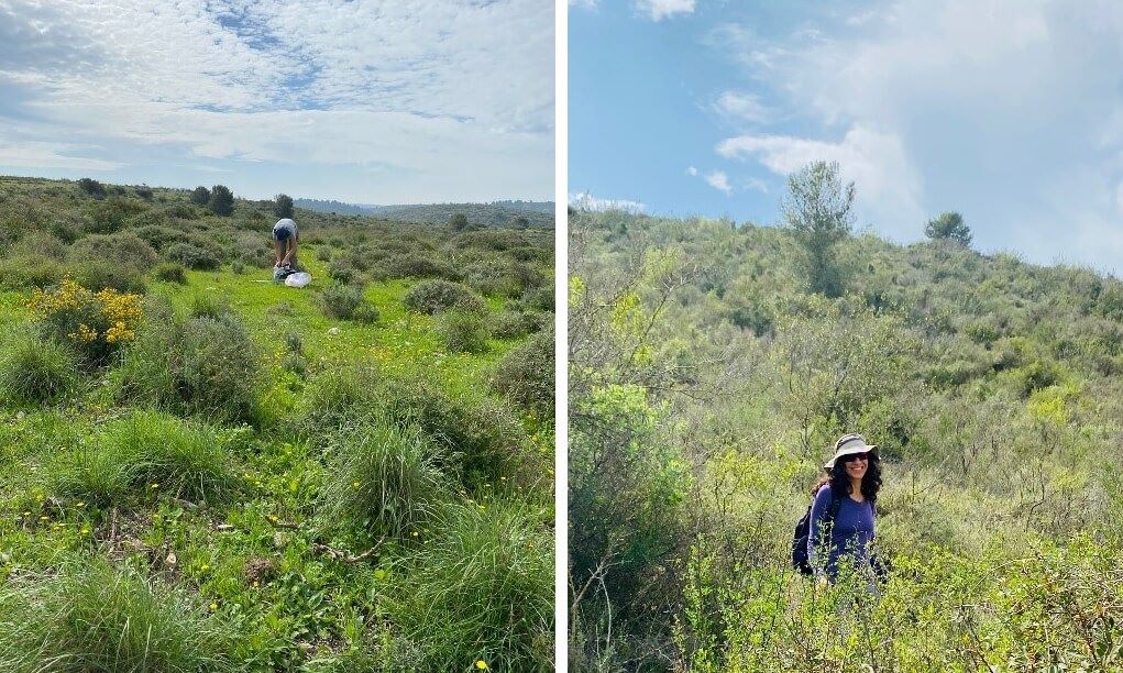 בתי גידול אופיניים בשמורת בתות מנשה. מימין: שיחייה; משמאל: בתה. צילום: צוות מאל"י