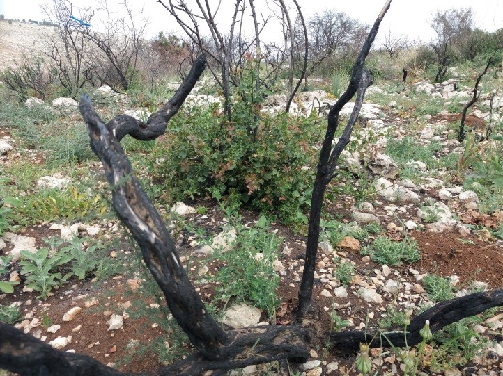 ניטור שיקום שטחים אחרי שריפות בעזרת חרקים