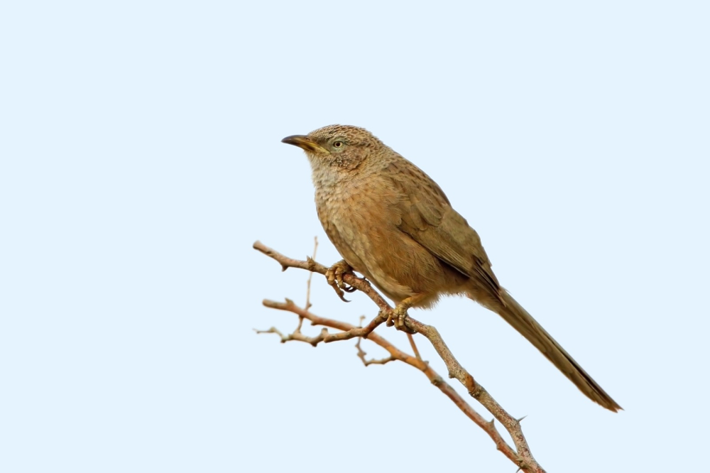 זנבן ערבי (Turdoides squamiceps), שעות ארוכות של התבוננות בהתנהגות הזנבנים הביאו את אמוץ זהבי לנסח את עקרון ההכבדה