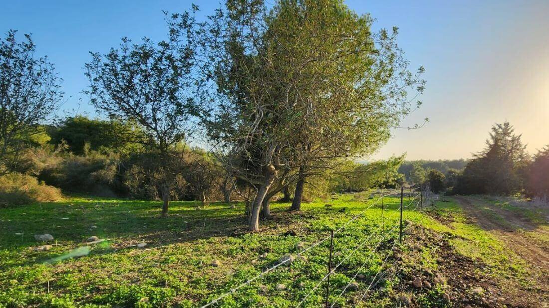 יער נטוע לצד דרך. צילום: ג'ומאנה באריה