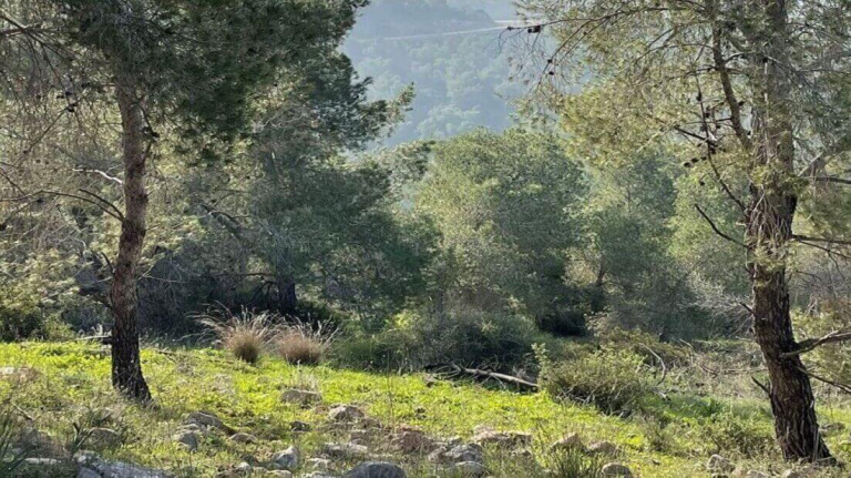 מרוב עצים, דווקא כן רואים את היער