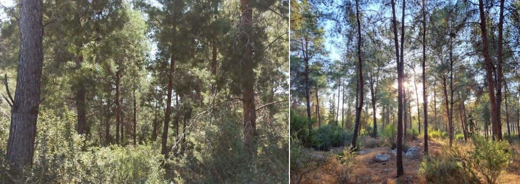 ליערות האורן פוטנציאל דליקות גבוה במיוחד. מימין- יער מצר. צילום: עידו ליבנה; משמאל- יער יחיעם. צילום: אחיעד שדה