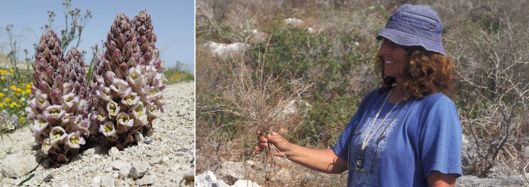 מימין- הבוטנאית מימי רון. צילום: אורי פרגמן-ספיר; משמאל- יחנוק מימי, מין חדש למדע, ששמו ניתן לו לאות כבוד לרון. צילום: © יואב סילברט