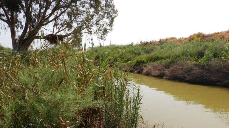 ניטור הידרוביולוגי של אגן הקישון | אקולוגיה אקווטית