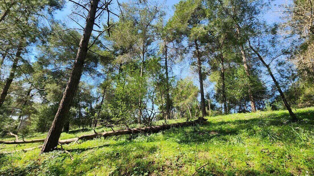 גם את היער צריך לנהל בתבונה. צילום: ג'ומאנה באריה