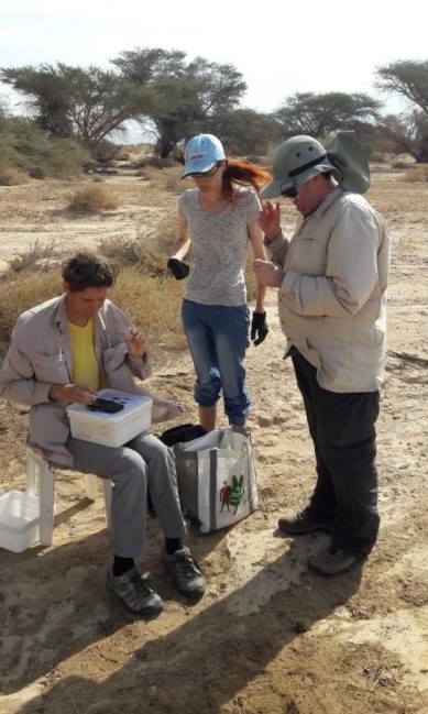 עבודת צוות, ניטור בשמורת עברונה. צילום: אלי גרונר