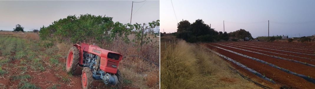 כדאי ליישם גישות אקולוגיות בעיבוד השטח החקלאי. צילום: יעל נבון פורמן