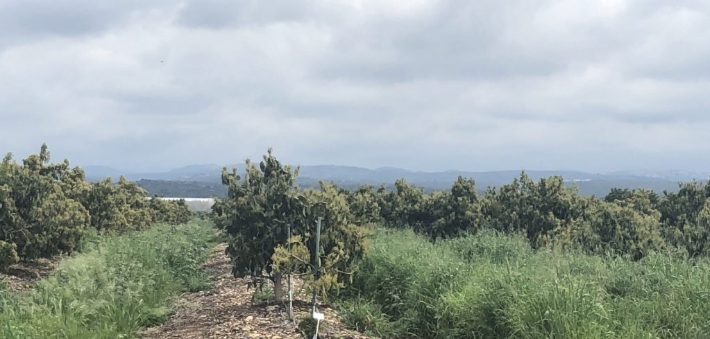 צומח כיסוי במטעי האבוקדו. צילום: ליהי ברקן