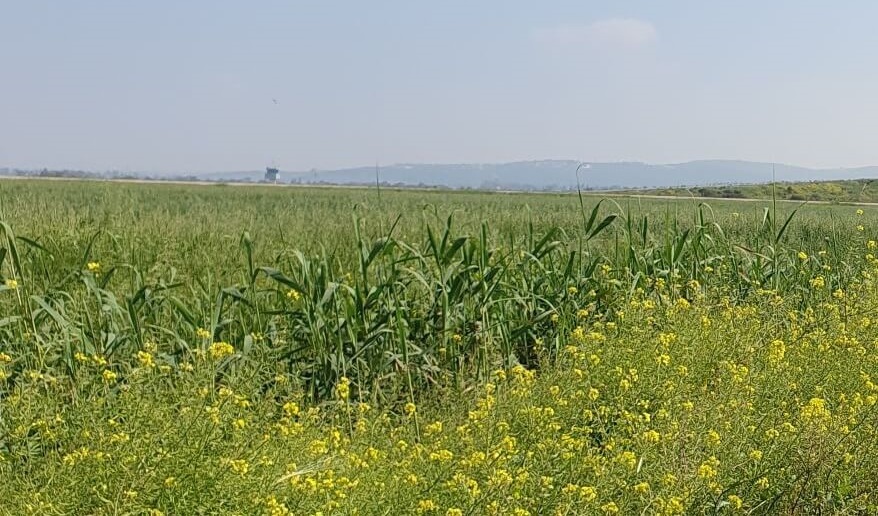שמירה על צמחיית בר בשולי השדה – תועלת הדדית מובטחת. צילום: יעל נבון