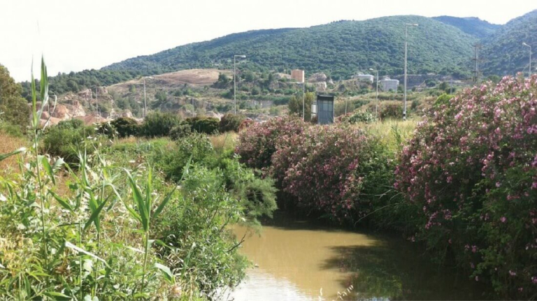 בסבך הקנים: ממשק חישות קנים בנחלים ובשטחי חקלאות